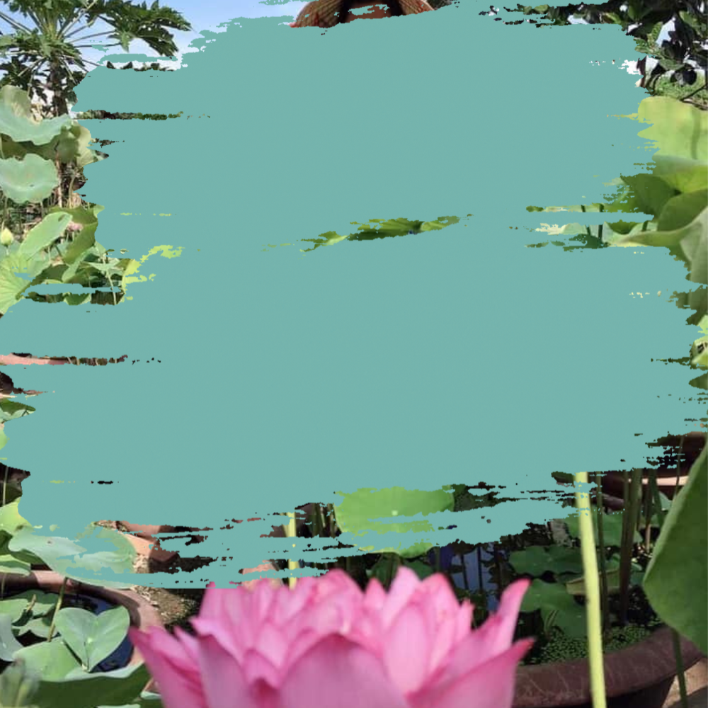 Vũ Hương